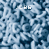 Jobs